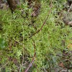 Galium porrigens Hábito