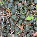 Strobilanthes reptans Leaf