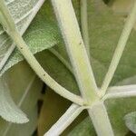 Salvia fruticosa Bark