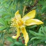 Hypericum revolutum Flower