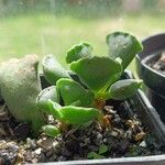 Adromischus cristatus叶