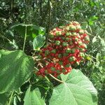 Clerodendrum buchananii Flor
