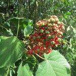 Clerodendrum buchananii Цвят