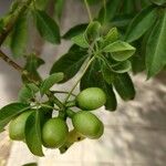 Ceiba insignis Fruit