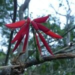 Erythrina amazonica Květ