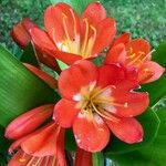 Clivia miniata 花