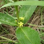 Fadogia triphylla Flor