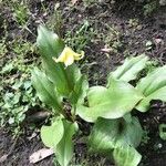 Erythronium tuolumnense Yaprak