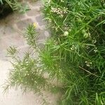 Asparagus densiflorus ശീലം