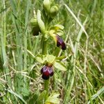 Ophrys sulcata Kita