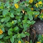 Sanvitalia procumbens Likasa