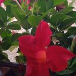 Mandevilla sanderiFlower