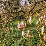 Magnolia × soulangeana Облик