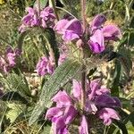 Phlomis herba-venti Kwiat