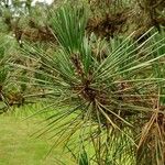 Pinus thunbergii Leaf