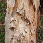 Melaleuca quinquenervia Kabuk