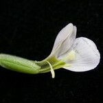 Canscora alata Flor