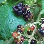 Rubus echinatus 果実