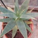 Aloe striata Folio