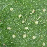 Microsorum punctatum Blatt