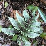 Athyrium niponicum Leaf