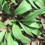 Allium tricoccum Blad