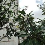 Plumeria obtusa Blüte