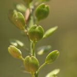 Lepidium bonariense Owoc