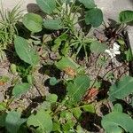 Anemopsis californica 葉