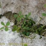 Marsilea strigosa عادت داشتن