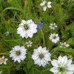 Nigella damascenaFlor