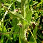 Centaurea uniflora Corteza