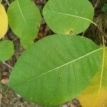 Cotinus coggygriaLeaf