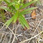 Lysimachia quadrifolia Leaf