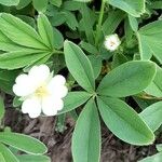 Potentilla alba Folha