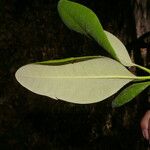Avicennia bicolor Leaf
