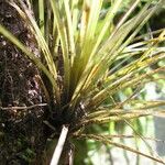 Tillandsia festucoides 叶