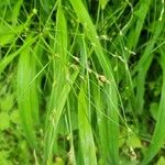 Carex remotaBlomma