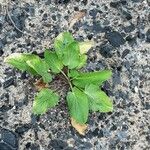 Eryngium planum Feuille