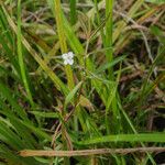 Veronica scutellata 花