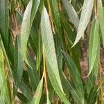 Salix × pendulina পাতা