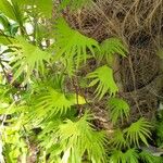 Quamoclit coccinea Likasa