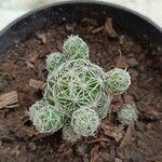 Mammillaria gracilis Hostoa