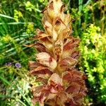 Orobanche rapum-genistae Flor