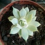 Graptopetalum macdougallii Leaf