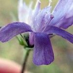 Knautia arvernensis Blomst