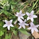Campanula sibirica Kwiat