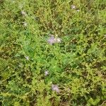 Triodanis perfoliata Flor