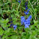 Veronica teucrium ശീലം