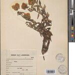 Helichrysum fulgens Otro